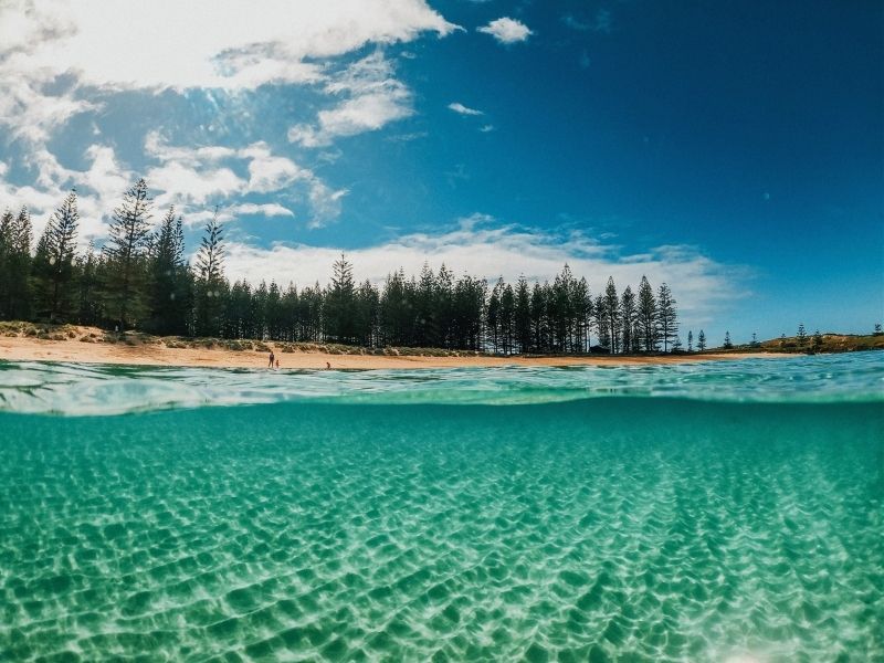 pine trees norfolk island
