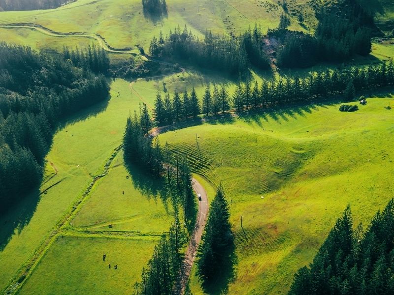 pine trees norfolk island