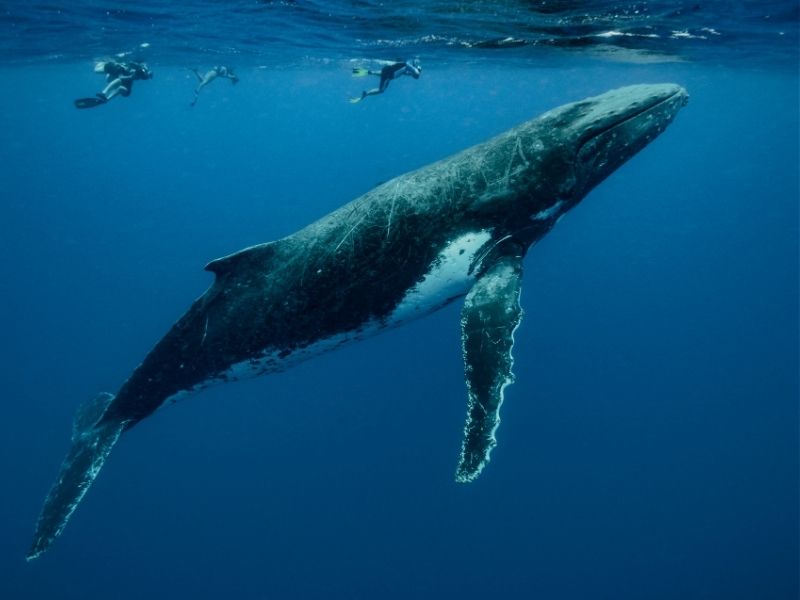 tonga-whales