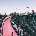 auckland-pink-cycleway-500x500 auckland-pink-cycleway-500x500