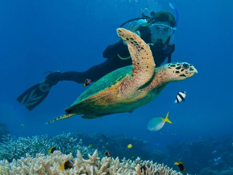 diving with turtles