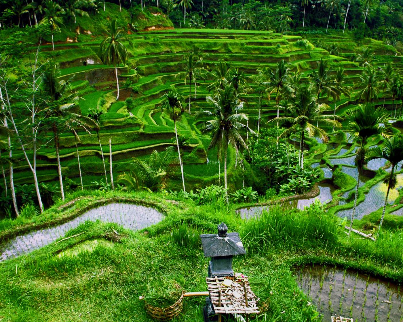 bali rice terrace