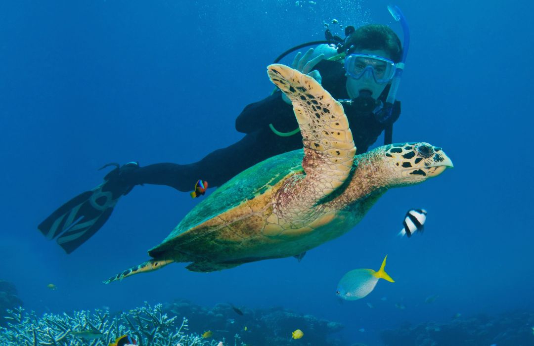 great barrier turtle reef