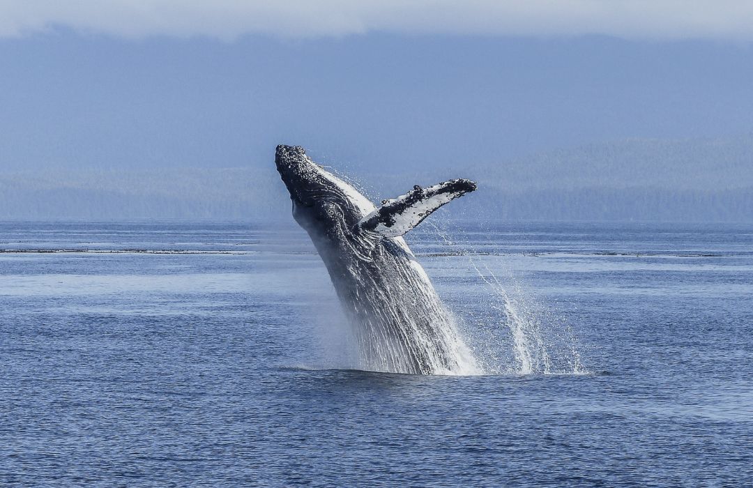 humback whale