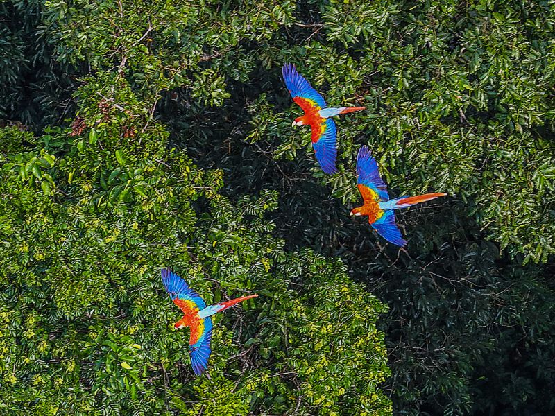 South-America-Amazon-rainforest-birds