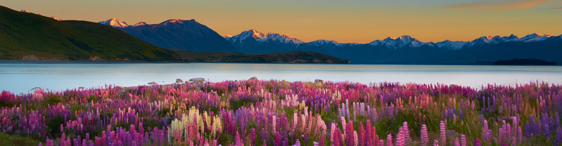 new-zealand-spring