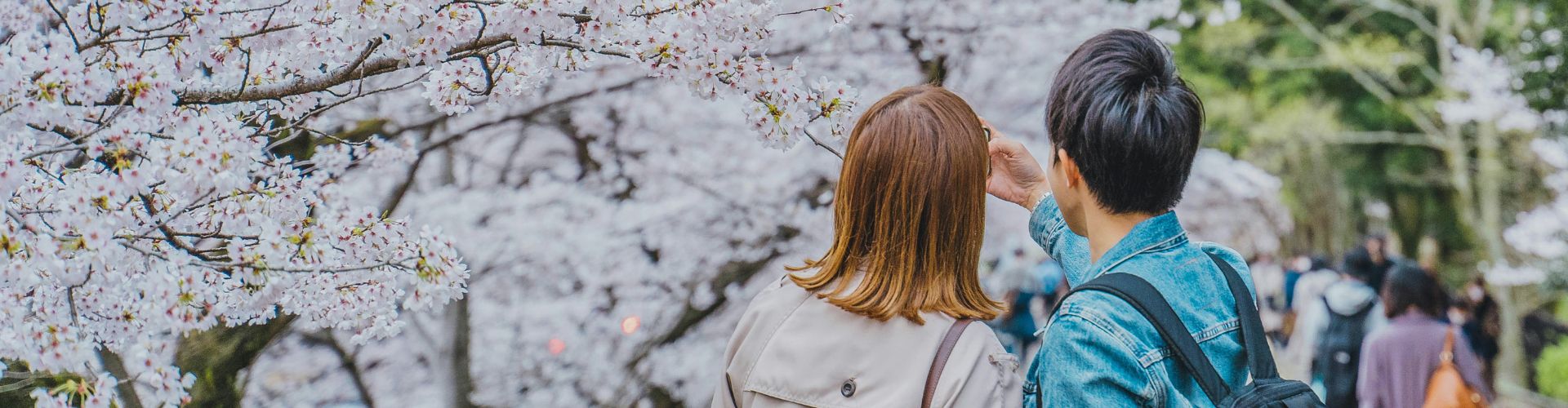 couple taking photos of cherry blossoms
