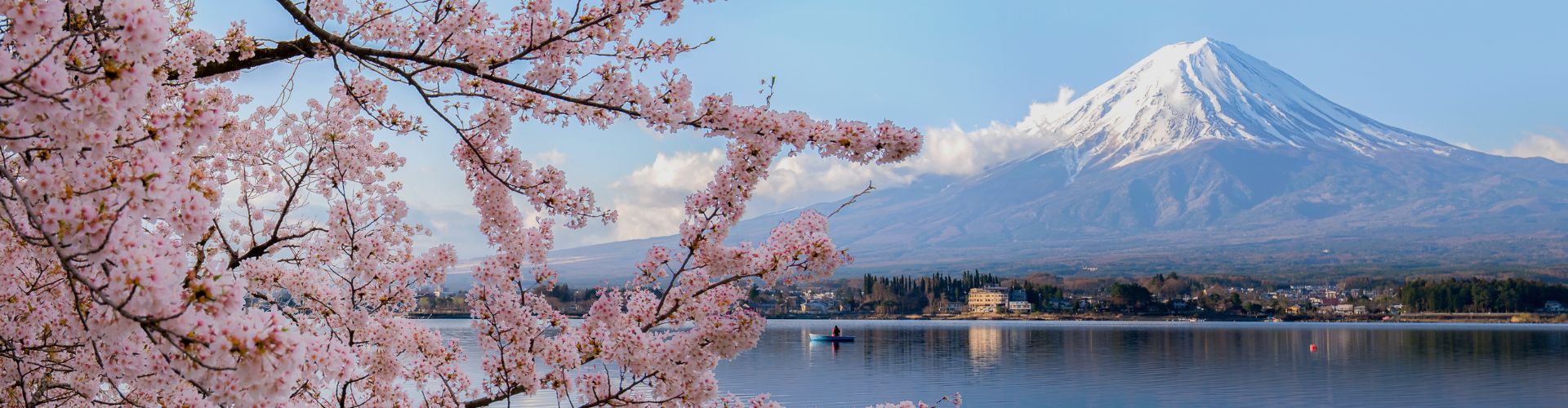 japan-cherry-blossom