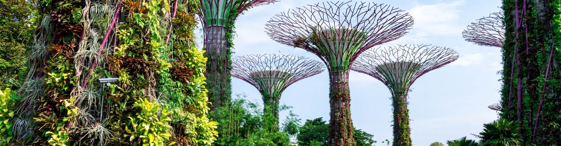 Supertree Grove Gardens By the Bay Singapore